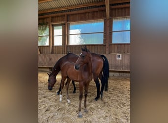 German Sport Horse, Stallion, Foal (05/2026), 16.1 hh, Brown