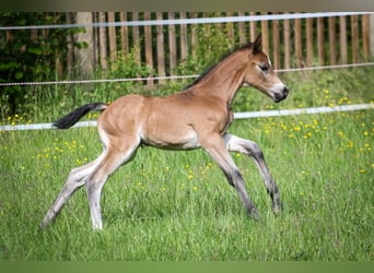 German Sport Horse, Stallion, Foal (05/2024), 16.1 hh, Brown-Light