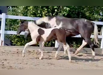 German Sport Horse, Stallion, Foal (06/2024), 16,1 hh, Pinto