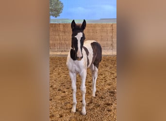 German Sport Horse, Stallion, Foal (06/2024), 16,1 hh, Pinto