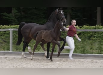 German Sport Horse, Stallion, Foal (04/2024), 16,2 hh, Bay-Dark