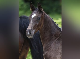 German Sport Horse, Stallion, Foal (04/2024), 16,2 hh, Bay-Dark