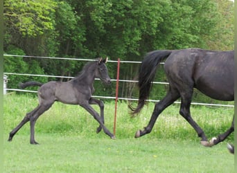 German Sport Horse, Stallion, Foal (01/2026), 16.2 hh, Black