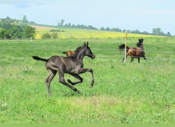 German Sport Horse, Stallion, Foal (01/2026), 16.2 hh, Black