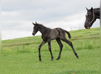 German Sport Horse, Stallion, Foal (01/2026), 16.2 hh, Black