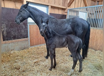 German Sport Horse, Stallion, , 16.2 hh, Black