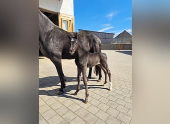 German Sport Horse, Stallion, , 16.2 hh, Black