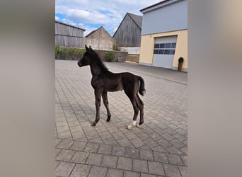 German Sport Horse, Stallion, , 16.2 hh, Black