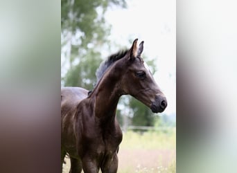 German Sport Horse, Stallion, Foal (05/2024), 16.2 hh, Black