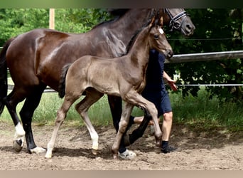 German Sport Horse, Stallion, Foal (05/2024), 16.2 hh, Black