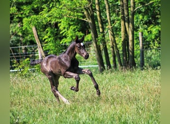 German Sport Horse, Stallion, Foal (05/2024), 16.2 hh, Black