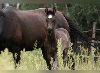 German Sport Horse, Stallion, Foal (05/2024), 16.2 hh, Black