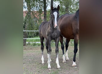 German Sport Horse, Stallion, Foal (06/2026), 16.2 hh, Black