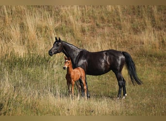 German Sport Horse, Stallion, Foal (07/2026), 16.2 hh, Brown