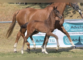 German Sport Horse, Stallion, Foal (05/2026), 16.2 hh, Brown