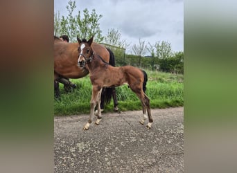 German Sport Horse, Stallion, Foal (04/2026), 16.2 hh, Brown