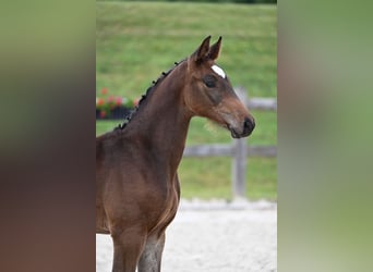 German Sport Horse, Stallion, Foal (03/2026), 16.2 hh, Brown