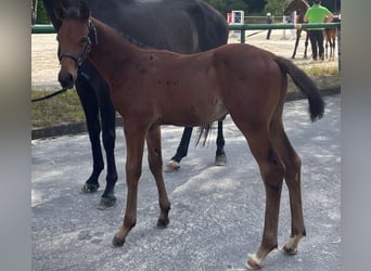 German Sport Horse, Stallion, Foal (04/2024), 16,2 hh, Brown