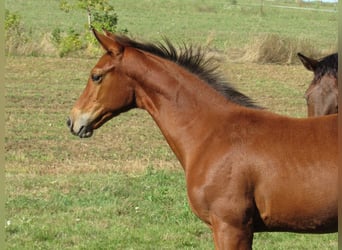 German Sport Horse, Stallion, Foal (04/2025), 16.2 hh, Brown