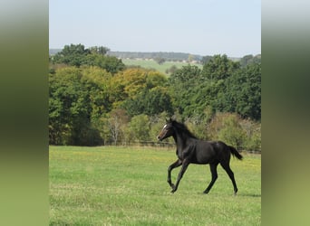 German Sport Horse, Stallion, Foal (03/2026), 16.2 hh, Can be white