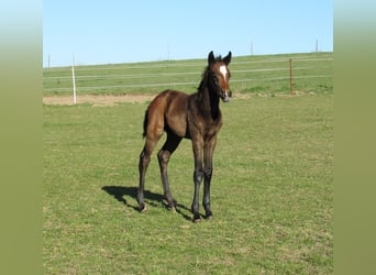 German Sport Horse, Stallion, Foal (03/2026), 16.2 hh, Can be white