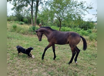 German Sport Horse, Stallion, Foal (03/2026), 16.2 hh, Can be white