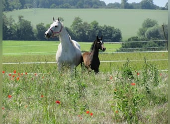 German Sport Horse, Stallion, Foal (03/2026), 16.2 hh, Can be white