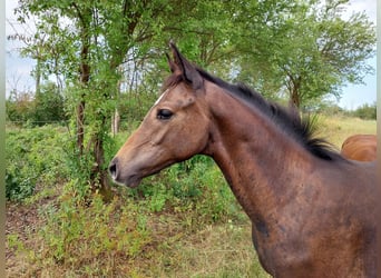 German Sport Horse, Stallion, Foal (03/2026), 16.2 hh, Can be white