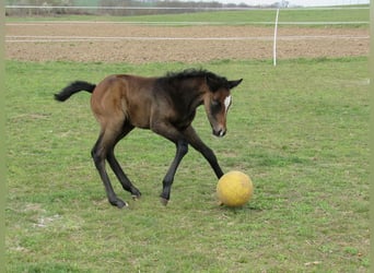 German Sport Horse, Stallion, Foal (03/2026), 16.2 hh, Can be white
