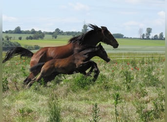 German Sport Horse, Stallion, Foal (03/2026), 16.2 hh, Can be white