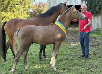 German Sport Horse, Stallion, Foal (04/2025), 16.2 hh, Can be white German Sport Horse, Stallion, Foal (04/2025), 16.2 hh, Can be white