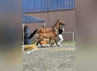 German Sport Horse, Stallion, Foal (04/2025), 16.2 hh, Can be white German Sport Horse, Stallion, Foal (04/2025), 16.2 hh, Can be white