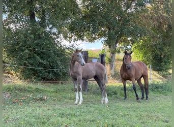 German Sport Horse, Stallion, Foal (04/2025), 16.2 hh, Can be white German Sport Horse, Stallion, Foal (04/2025), 16.2 hh, Can be white