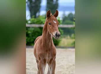 German Sport Horse, Stallion, Foal (05/2026), 16.2 hh, Chestnut