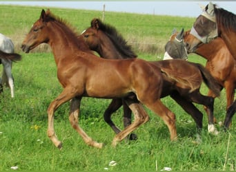 German Sport Horse, Stallion, Foal (06/2023), 16.2 hh, Chestnut