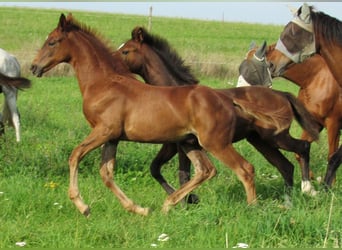 German Sport Horse, Stallion, Foal (06/2023), 16.2 hh, Chestnut-Red