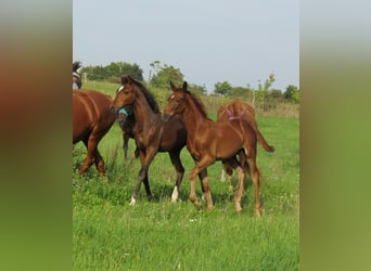 German Sport Horse, Stallion, Foal (06/2023), 16.2 hh, Chestnut-Red