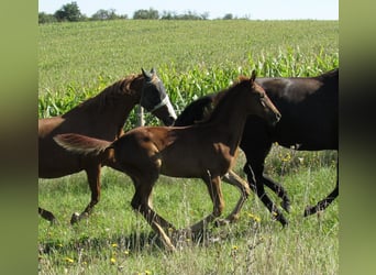 German Sport Horse, Stallion, Foal (06/2023), 16.2 hh, Chestnut-Red
