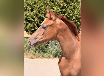 German Sport Horse, Stallion, Foal (04/2026), 16.2 hh, Chestnut-Red