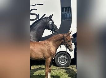 German Sport Horse, Stallion, Foal (04/2026), 16.2 hh, Chestnut-Red