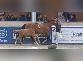 German Sport Horse, Stallion, Foal (05/2025), 16.2 hh, Grey German Sport Horse, Stallion, Foal (05/2025), 16.2 hh, Grey