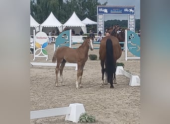 German Sport Horse, Stallion, Foal (05/2025), 16.2 hh, Grey German Sport Horse, Stallion, Foal (05/2025), 16.2 hh, Grey