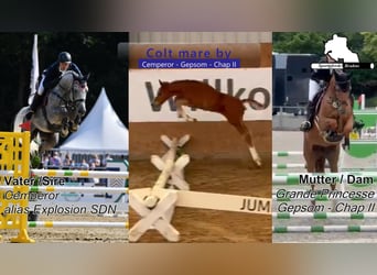 German Sport Horse, Stallion, Foal (03/2026), 16.2 hh