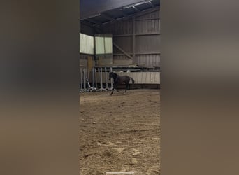 German Sport Horse, Stallion, Foal (04/2026), 16.2 hh, Smoky-Black
