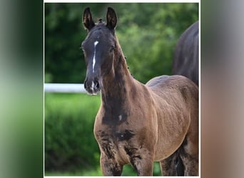 German Sport Horse, Stallion, Foal (05/2024), 16.2 hh, Smoky-Black