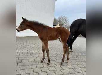 German Sport Horse, Stallion, Foal (03/2026), 16.3 hh, Bay-Dark