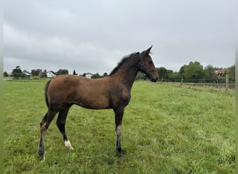 German Sport Horse, Stallion, Foal (05/2024), 16,3 hh, Bay-Dark