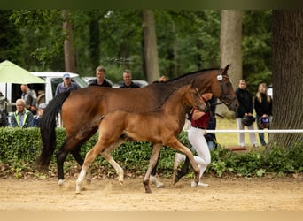 German Sport Horse, Stallion, Foal (05/2026), 16.3 hh, Bay-Dark