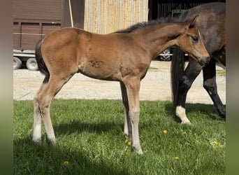 German Sport Horse, Stallion, Foal (02/2026), 16.3 hh, Bay-Dark