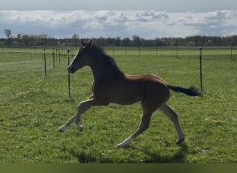 German Sport Horse, Stallion, Foal (02/2026), 16.3 hh, Bay-Dark